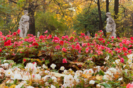 大丽花的花坛里图片