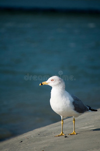 海湾边的海鸥画像