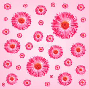 框架粉红色非洲菊花