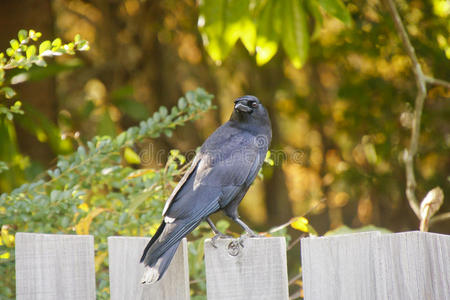 木篱笆上的黑鸟看着摄像机