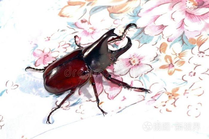 大力士甲虫