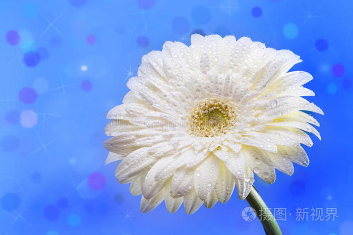 菊花玫瑰白底粉红郁金香花白底红百合白底黄雏菊橙郁金香非洲菊黄