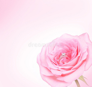 浪漫粉红玫瑰配钻戒