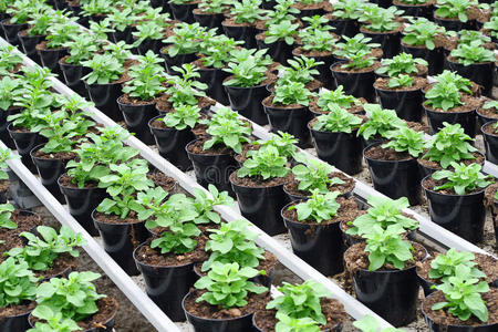 种植植物的温室内部照片