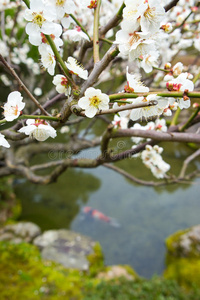 春花桃树