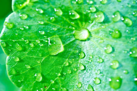 植物叶子上的雨滴