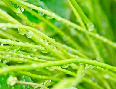 植物茎上的雨滴