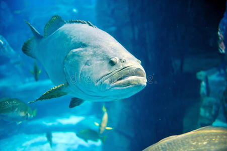 深海魚一条深海鱼游到镜头前照片