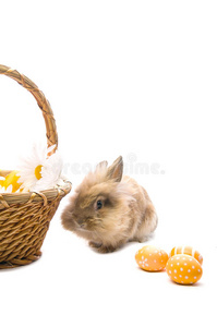 喜庆的兔子坐在篮子和鸡蛋旁边