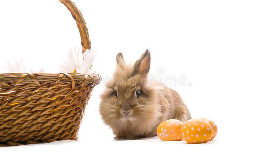 节日的复活节兔子坐在篮子旁边