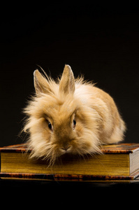 书上一只毛茸茸的棕色小兔子