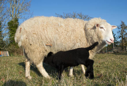 母羊羔羊