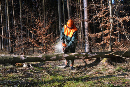 伐木工人砍树拿着电锯砍树的人砍树的人伐木工人在森林里砍树专业伐木