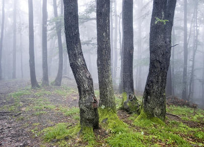 绿草雾林中的一组树木