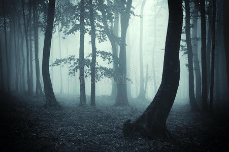 黑暗森林中奇怪的树影