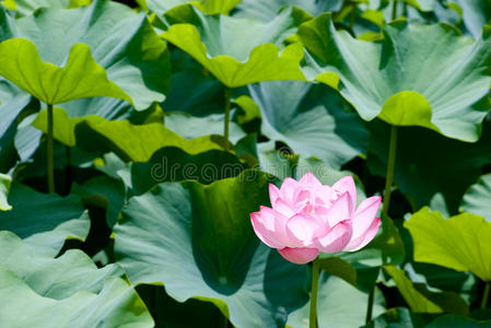 夏天 莲花 颜色 美女 粉红色 花瓣 开花 植物 满的 自然