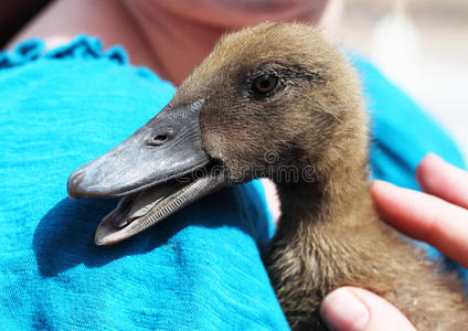 卡其色坎贝尔小鸭嘎嘎叫照片