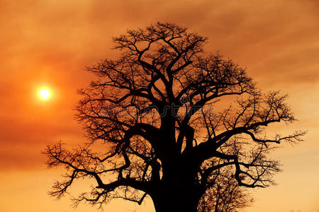 大草原上的非洲日落照片