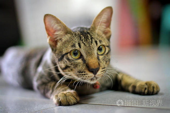 灰褐色条纹猫