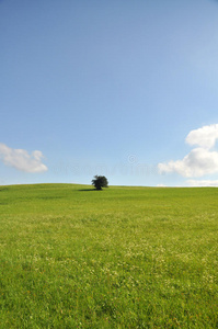 夏季景观