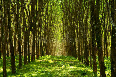 乳胶雨林图片