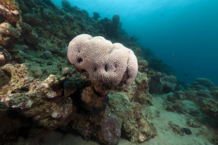 红海的脑珊瑚。