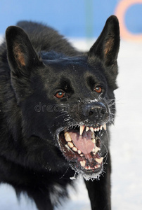 野狗警惕狗叫犬吠声图片