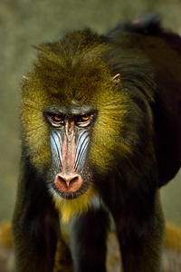 卷轴 哺乳动物 灵长类动物 动物园 野生动物 猴子 动物
