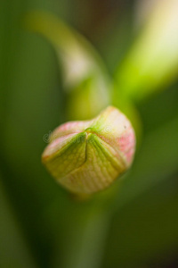 粉红星百合花蕾