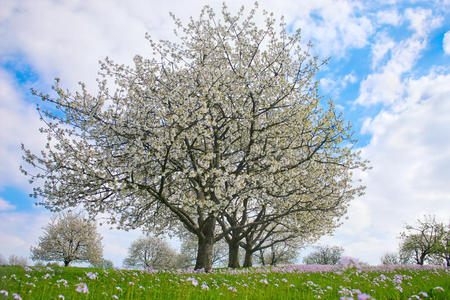 樱桃树开始开花图片