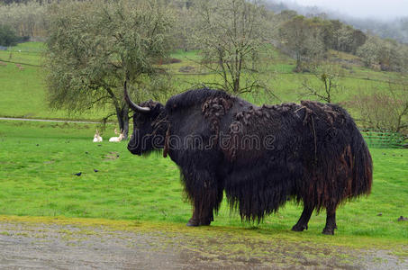 国内牦牛西藏牦牛照片