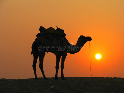 日落时沙漠中的骆驼