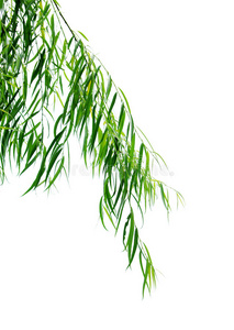 叶背景符号的犹太节日住棚节用棕榈叶和蜡烛绿叶隔离符号的犹太节日
