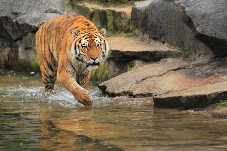 水中的西伯利亚虎图片