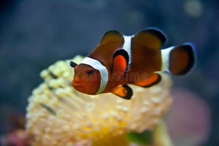伞珊瑚小丑鱼