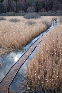 湿地木板路图片