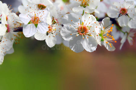 春花背景