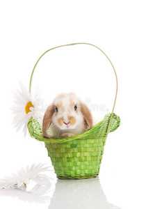 雏菊绿篮子里的兔子