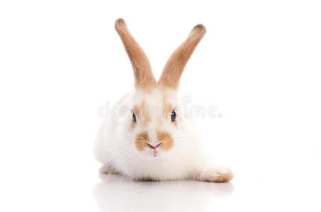 白棕兔