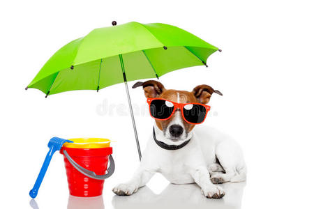 狗用雨伞晒太阳