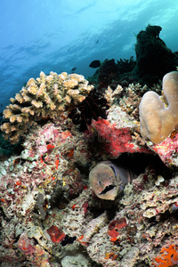 马尔代夫大海鳗