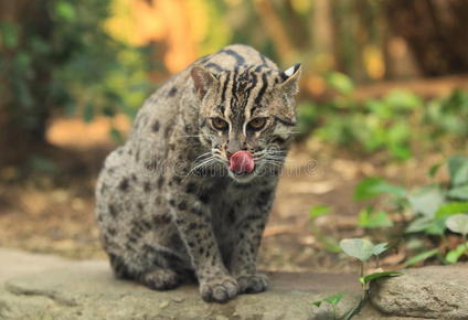 钓鱼猫图片