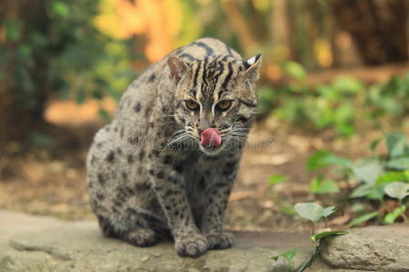 钓鱼猫图片