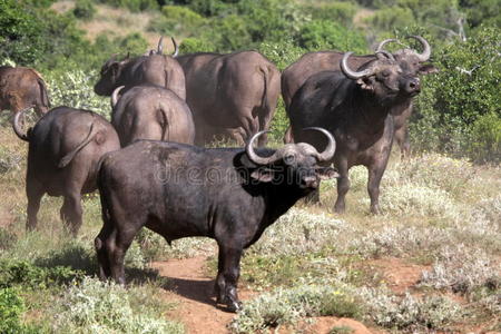 南非阿多的一群水牛