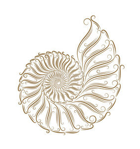 生活 生长 概述 几何学 自然 鹦鹉螺 斐波那契 化石 软体动物