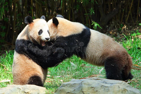 自然 瓷器 动物 中国人 储备 地面 亚洲 巨人 熊猫 竹子
