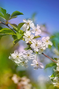 花园里樱花的枝条