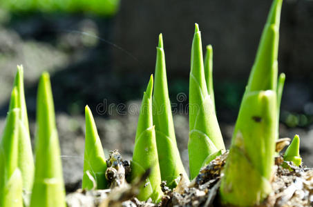 绿色的春天植物从地下生长图片