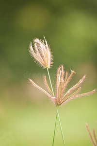 草花特写