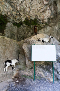 三只山羊在看一块木板